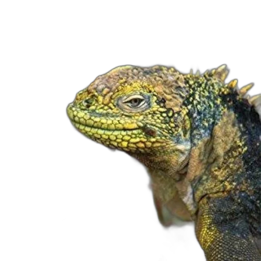 dragon, animal, creature, face transparent PNG cut-out