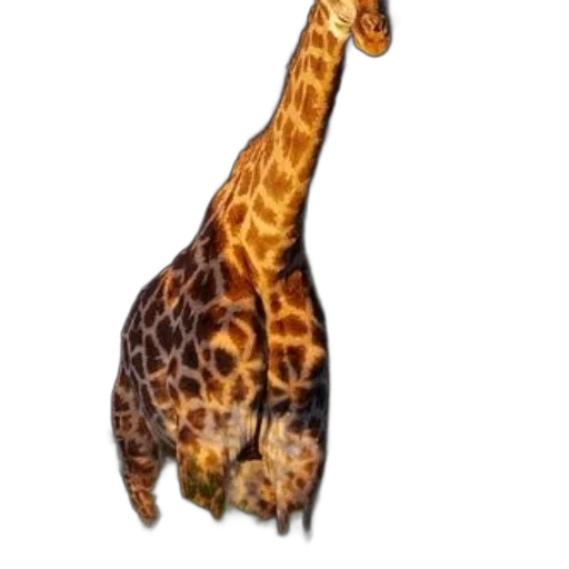 animal, creature, staff, umbrella transparent PNG cut-out