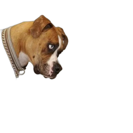 animal, staff, jacket, creature transparent PNG cut-out