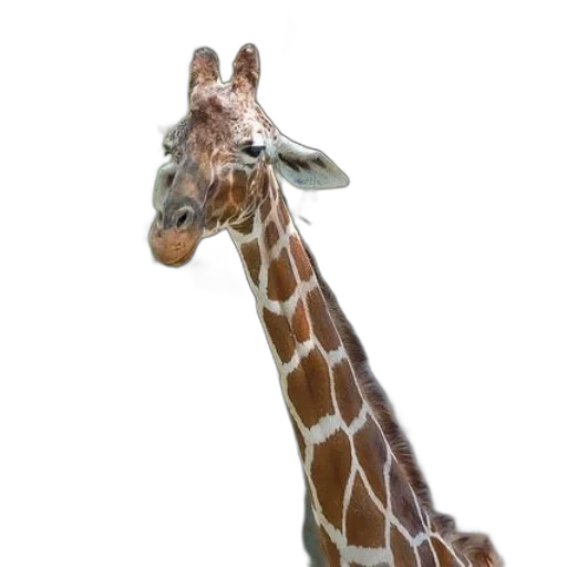 animal, staff, creature, hat transparent PNG cut-out