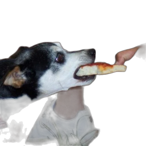 food, animal, staff, creature transparent PNG cut-out