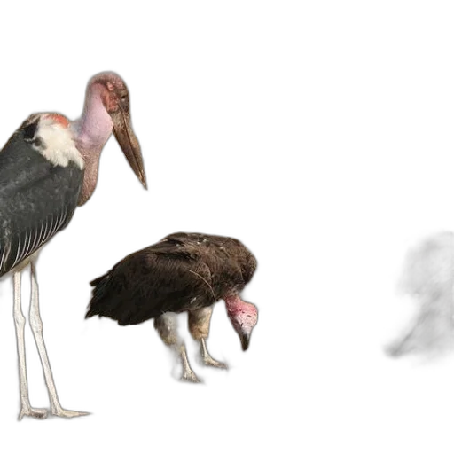 animal, creature, concept art, 3d render transparent PNG cut-out