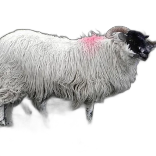 animal, creature, weapon, hair transparent PNG cut-out