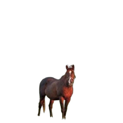 animal, creature, hat, crown transparent PNG cut-out