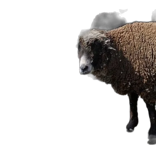 animal, creature, hair, 3d render transparent PNG cut-out