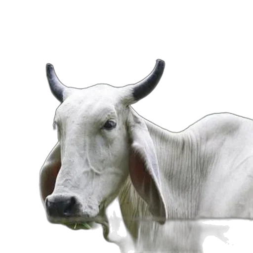 animal, mask, creature, face transparent PNG cut-out