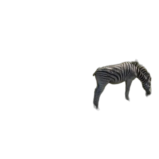 animal, creature, furniture, jewelry transparent PNG cut-out
