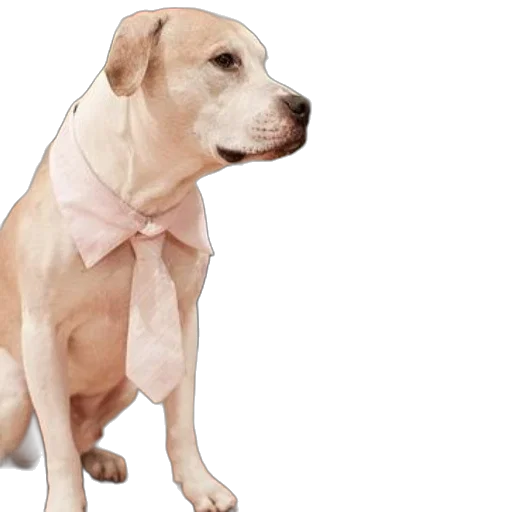 animal, dress, staff, creature transparent PNG cut-out