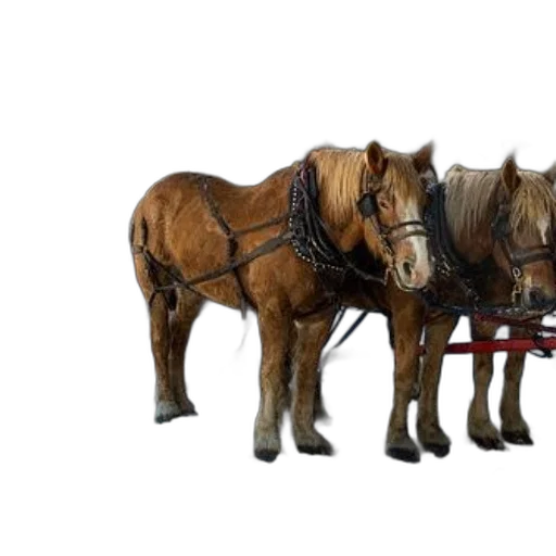 car, animal, furniture, photorealistic transparent PNG cut-out