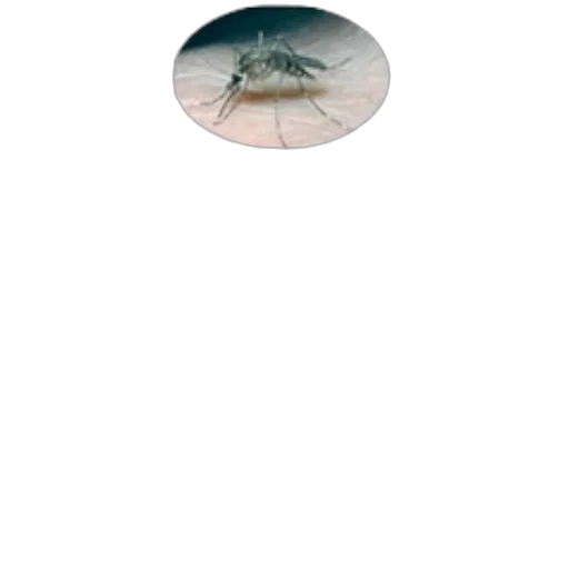 creature, animal, umbrella, hat transparent PNG cut-out