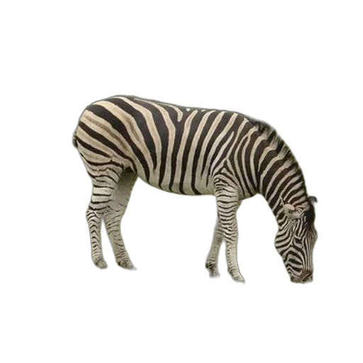 animal, creature, furniture, food transparent PNG cut-out