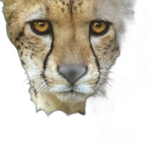 animal, crown, mask, face transparent PNG cut-out