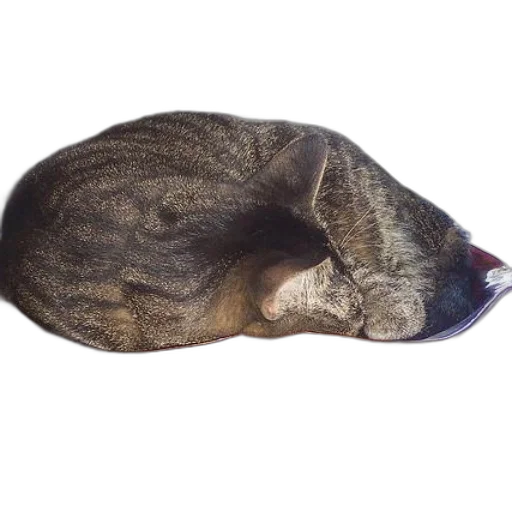 hat, staff, animal, creature transparent PNG cut-out