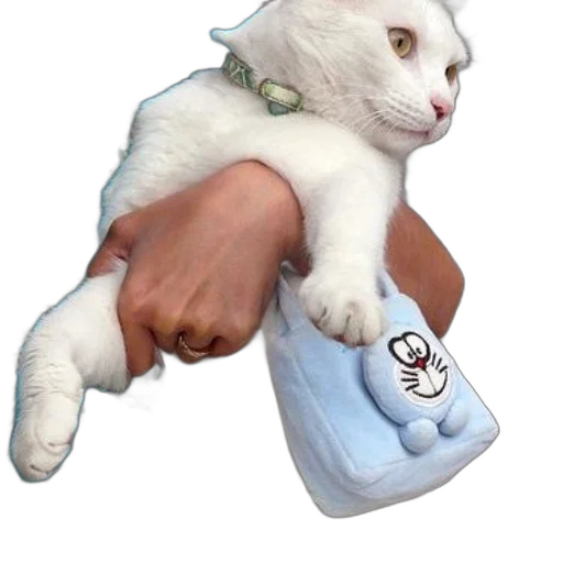 animal, shoes, creature, weapon transparent PNG cut-out