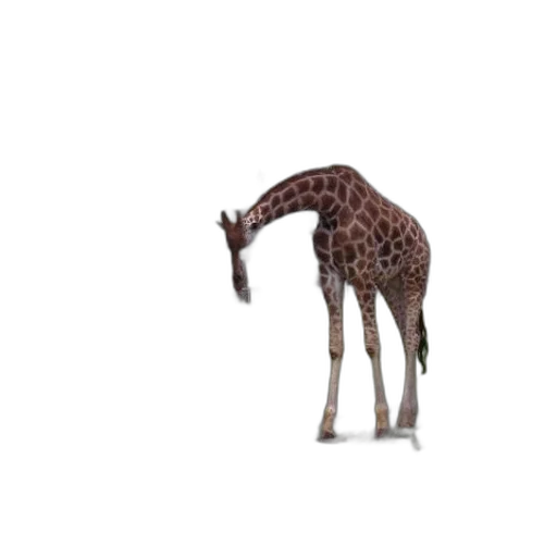 animal, creature, staff, hat transparent PNG cut-out