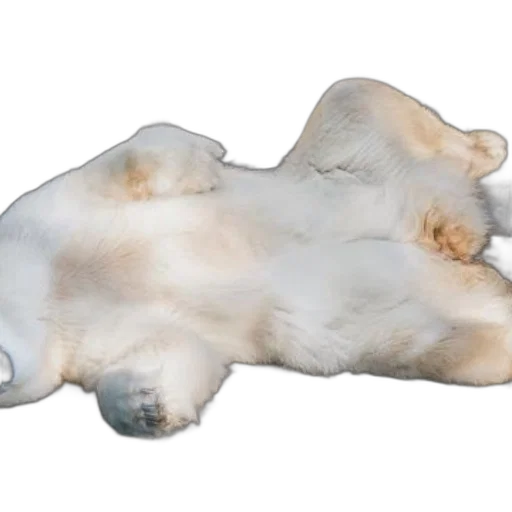 animal, creature, shoes, hair transparent PNG cut-out