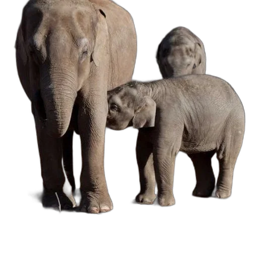 animal, creature, photorealistic, 3d render transparent PNG cut-out