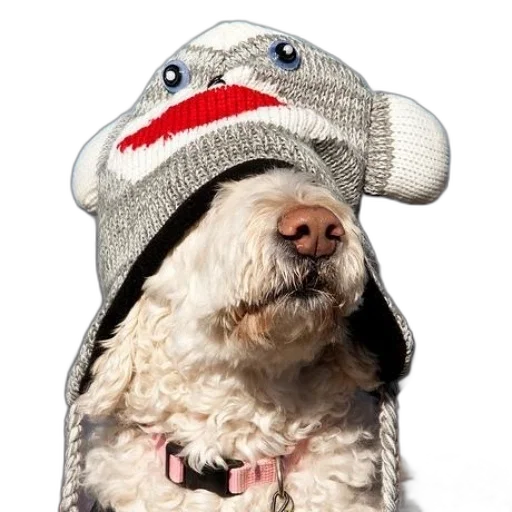 hat, animal, creature, jacket transparent PNG cut-out
