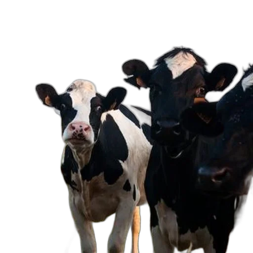 animal, three, holstein, cows transparent PNG cut-out