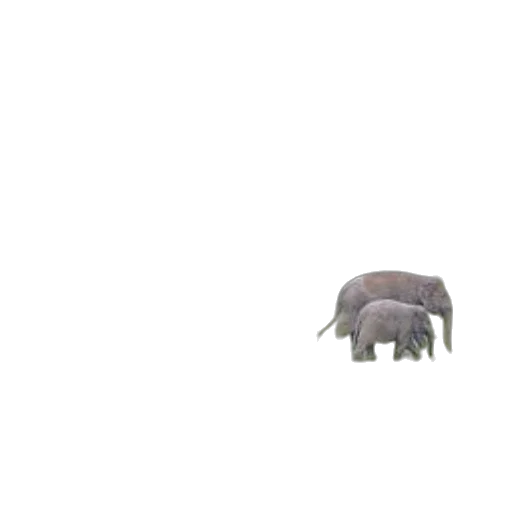 animal, creature, hat, furniture transparent PNG cut-out