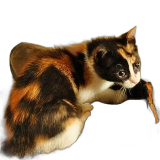 animal, creature, staff, hair transparent PNG cut-out