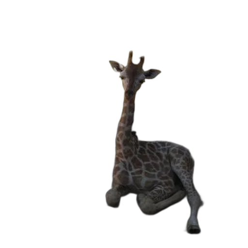 animal, creature, staff, crown transparent PNG cut-out