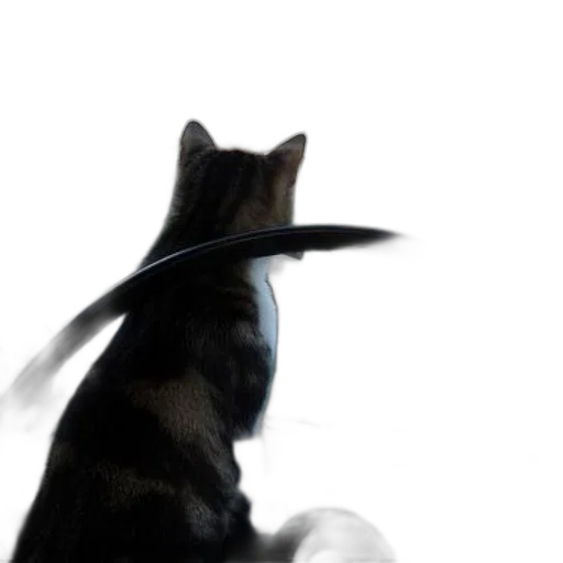 staff, hat, animal, sword transparent PNG cut-out