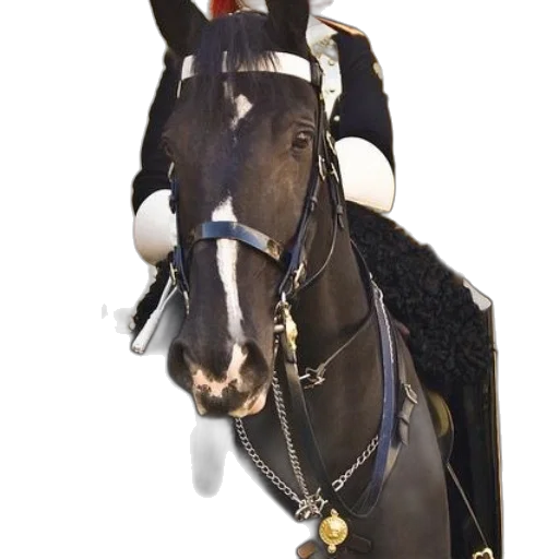 staff, animal, crown, hat transparent PNG cut-out