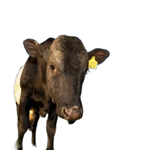 animal, food, face, creature transparent PNG cut-out