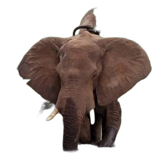 hat, animal, crown, staff transparent PNG cut-out