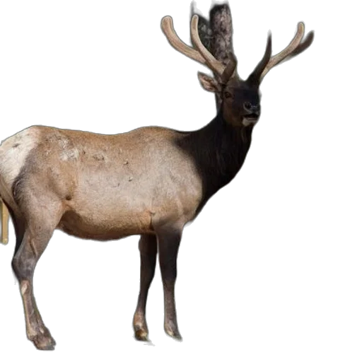 animal, creature, crown, staff transparent PNG cut-out
