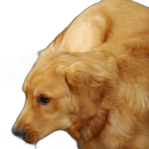 hat, crown, animal, hair transparent PNG cut-out