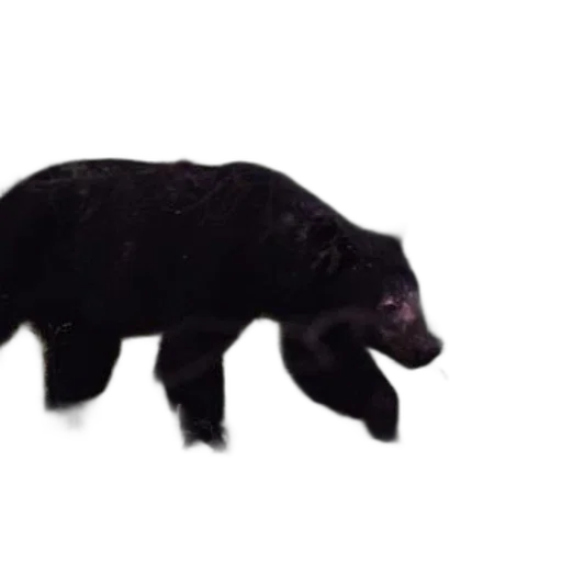 animal, creature, hair, dragon transparent PNG cut-out