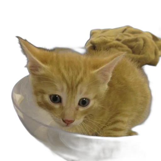 food, animal, hat, creature transparent PNG cut-out
