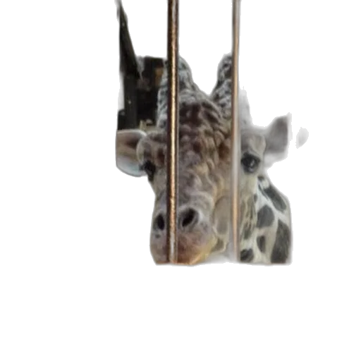 animal, staff, creature, dragon transparent PNG cut-out