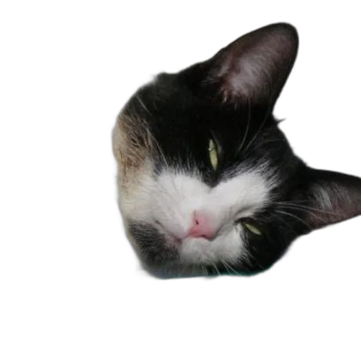 staff, animal, face, hat transparent PNG cut-out