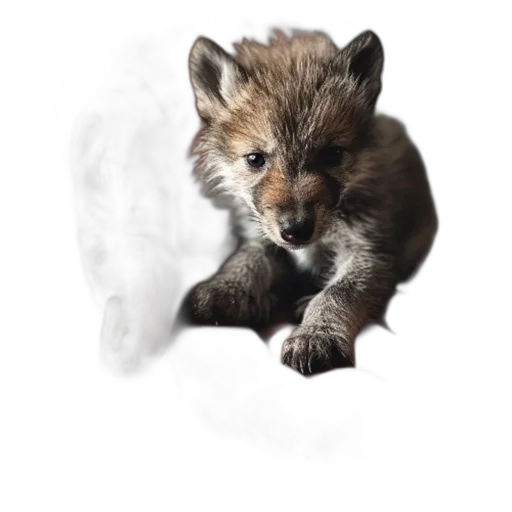 animal, creature, dragon, weapon transparent PNG cut-out