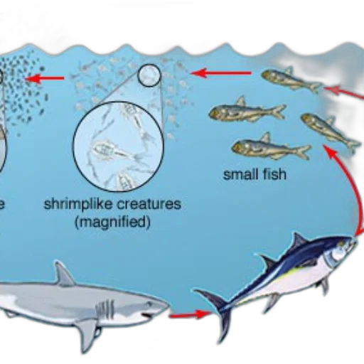 underwater, diagram, showing, food transparent PNG cut-out
