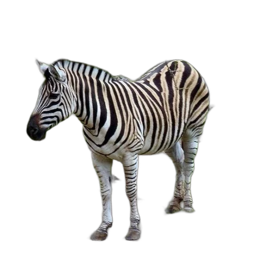 animal, creature, furniture, staff transparent PNG cut-out
