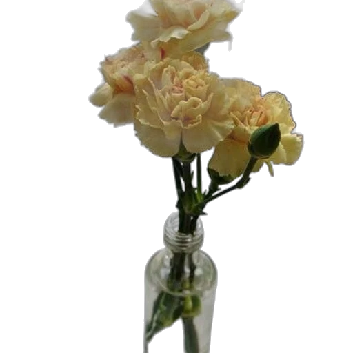 flower, jewelry, staff, crown transparent PNG cut-out