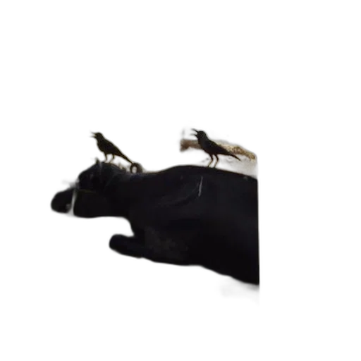 shoes, animal, jewelry, hat transparent PNG cut-out