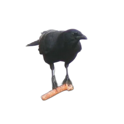 shoes, animal, creature, food transparent PNG cut-out