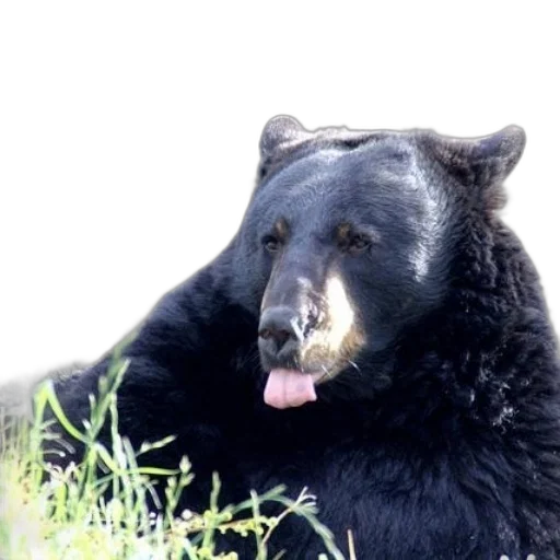 animal, creature, face, black transparent PNG cut-out