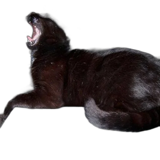 animal, creature, staff, hair transparent PNG cut-out