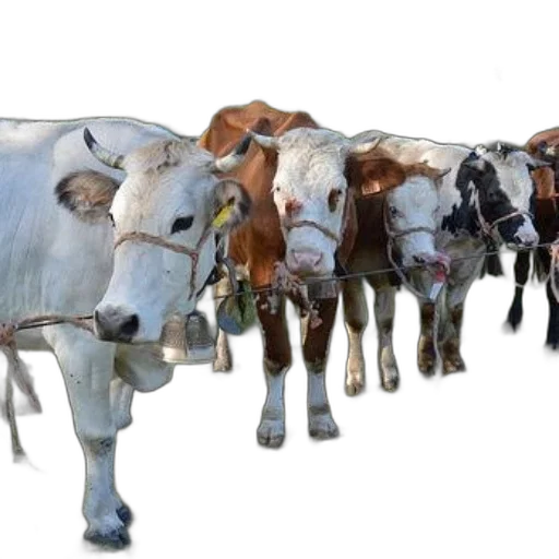 animal, photorealistic, concept art, group transparent PNG cut-out