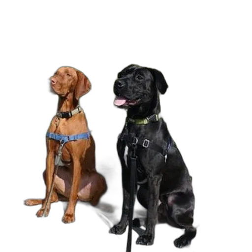 staff, animal, 3d render, photorealistic transparent PNG cut-out