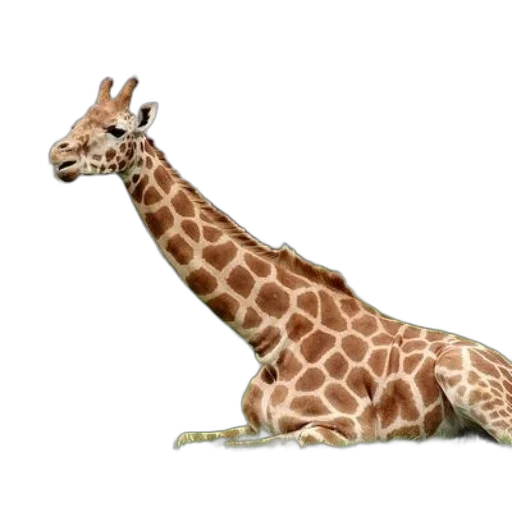 animal, creature, staff, weapon transparent PNG cut-out