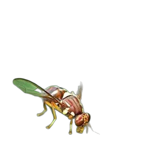 animal, creature, staff, weapon transparent PNG cut-out