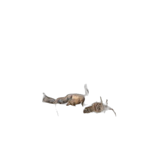 animal, creature, dragon, staff transparent PNG cut-out