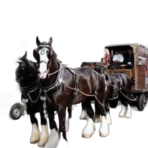car, animal, furniture, photorealistic transparent PNG cut-out